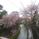 旬亭 なか川 - ＧＷでも桜が愉しめます