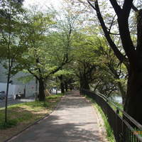 シェ オリビエ - 外堀公園は葉桜