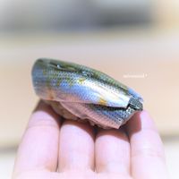 紀尾井町 三谷 - 小肌
