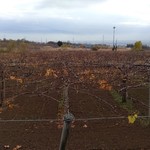 キュイエット - 