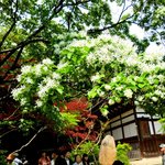 Soba Gochisou Monzen - 深大寺境内の通称ナンジャモンジャの花