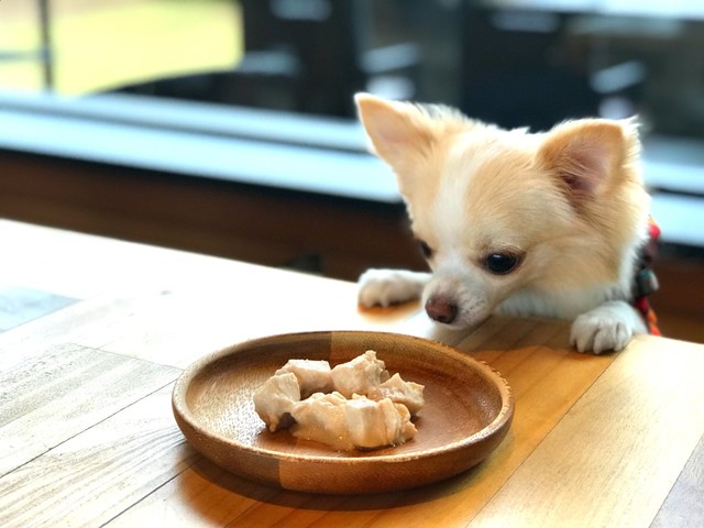 わんこok 雨でも遊べる愛犬の駅 By Gizuclo 15 愛犬の駅 伊豆高原 カフェ 食べログ
