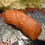 水暉 - 白カジキ鮪の漬け