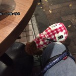 アガリコ 新宿 オリエンタルビストロ - テーブルの下嗅ぎまわっています。