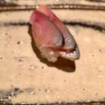 江戸京 - しめ鯖