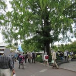 傘風楼 - メタセコイアの木