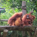 Ah Meng Restaurant - オラウータンと朝食♪