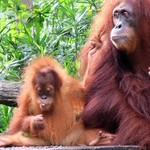 Ah Meng Restaurant - 赤ちゃんもいました