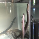 にょろ助 瓢六亭 - 長良川産天然鰻