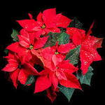 イタリア料理 ドルチェヴィータ