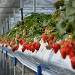 冬いちご食べ放題（子供）