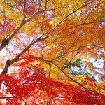 幸せのパンケーキ - 南禅寺の紅葉
