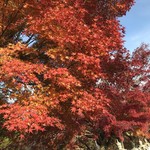 そば舎 あお - 紅葉が美しい