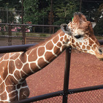 センターグリル - 