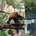 センターグリル - 