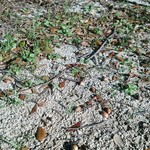 みんなのコーヒー - 