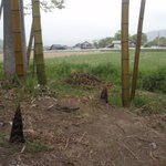 手打そば 石橋庵 - 周りは、竹の子、田んぼ。