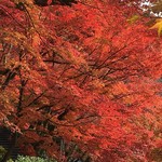 Saryou Kiraku - 清水寺の紅葉