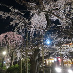 味 ふくしま - 夜桜