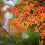 こふく - 報国寺のモミジはほんのり紅葉