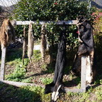 かたつむり - なめし中の皮(^_^;)　ツキノワグマ・ハクビシン・アライグマとか