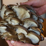 かたつむり - ヒラタケ…だったかな？(^_^;)