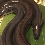 鰻はし本 - 石川さんの3番仔