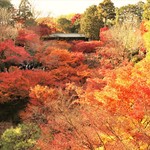 Tsuruya Gengetsu - 奥は未だ紅葉が❗(人´3｀*)～♪