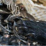 かたつむり - 2017.11 熊の手など