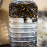 かたつむり - 2017.11 オオスズメバチを漬け込んだ薬酒