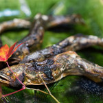 かたつむり - 2017.11 長良川の落ち鮎