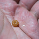 かたつむり - 2017.11 岩梨