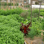 レストラン土手 - ＜5月＞裏の畑っていうかもう農園（笑）