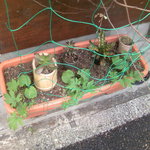 中華蕎麦 蘭鋳 - へちま栽培？