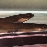 にょろ助 瓢六亭 - 長良川産天然鰻