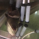 にょろ助 瓢六亭 - 琵琶湖産天然鰻