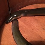 にょろ助 瓢六亭 - 伊勢湾産天然鰻