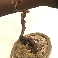 AZUR et MASA UEKI - 