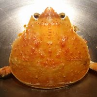 北新地 大嵓埜 - 単品追加 香箱蟹蒸し (ズワイガニのメス) 2017年12月