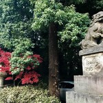 Chimoto Souhonten - 真っ赤な紅葉と狛犬