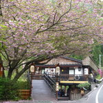 祖谷そば 初代仙吉 - お店の外観、しだれ桜が美しい。