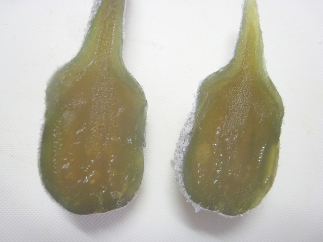 大松屋本家 - 鶴岡（和菓子）の写真