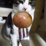 シェール キュティエ - 