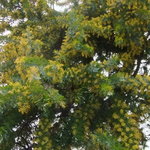 カフェ・ラ・ファミーユ - 