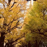 Aoyama Tajimaya - 外苑イチョウ並木