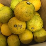 ひ暮らし - へべす/サワーでどうぞ