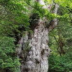 SANKARA HOTEL&SPA 屋久島 - 