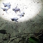 SANKARA HOTEL&SPA 屋久島 - 