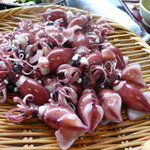 海老源　海遊亭 - プリプリの釜茹では、ほたるいかの「味噌」の味わいを最も濃厚に味わえる。シンプルながら最高な一品
