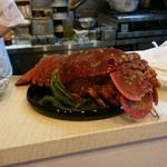 蓬左茶寮 - 種子島産 セミエビ